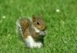 Grey Squirrel